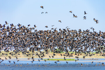 Parco nazionale degli uccelli di Djoudj in senegal a Saint Louis