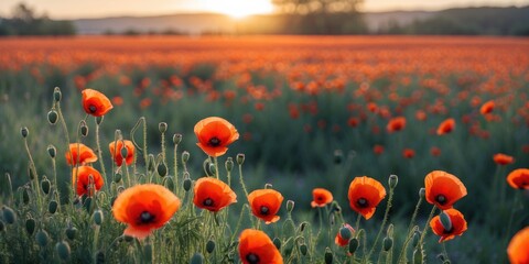 Obraz premium Vibrant poppy flowers in a lush green field during sunset with soft bokeh effect in the background and warm golden light.