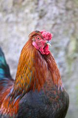 A colorful rooster with reddish-brown, orange, and dark green feathers stands out against a blurred background, highlighting its bright red comb and wattles