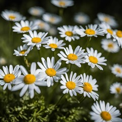 Obraz premium daisies in a garden