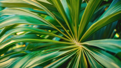 Fototapeta premium Close-up view of lush green palm leaves with intricate patterns and textures in natural light. Ideal for botanical or nature themes.
