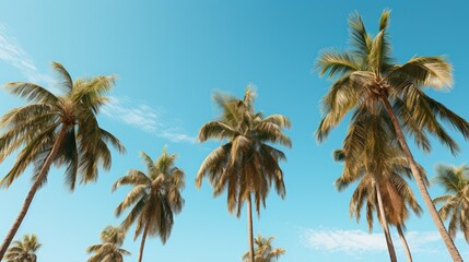 tropical palm trees sun