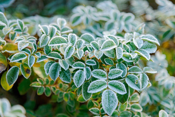 close up of a bush of a plant