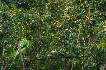 Persimmon tree fresh fruit that is ripened is hanging on the branches in the plant garden is juicy fruit and ripe fruit with persimmon trees lovely crisp juicy sweet hard crisp varieties.