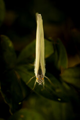 macro shot of white butterfly