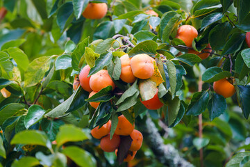 Persimmon tree fresh fruit that is ripened is hanging on the branches in the plant garden is juicy fruit and ripe fruit with persimmon trees lovely crisp juicy sweet hard crisp varieties. © pomphotothailand