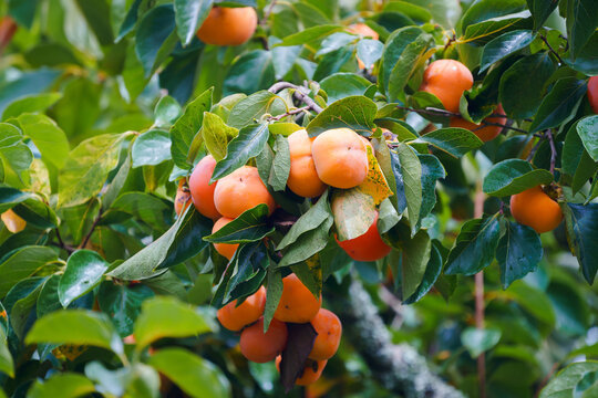 Persimmon tree fresh fruit that is ripened is hanging on the branches in the plant garden is juicy fruit and ripe fruit with persimmon trees lovely crisp juicy sweet hard crisp varieties.