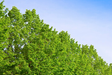 Natural background with branches and green leaves of trees in sp