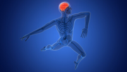 Central Organ of Human Nervous System Brain Anatomy