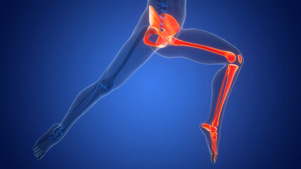 Human Skeleton System Lower Limb Bone Joints Anatomy