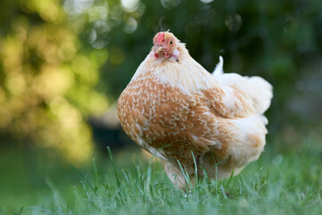 A chicken with light brown and white feathers is standing on green grass with a blurred background of foliage