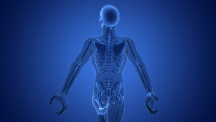 Human Skeleton System Bone Joints Anatomy