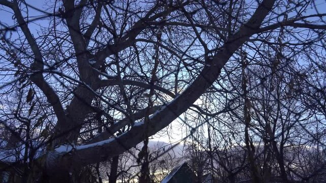 Snow covered tree in the garden