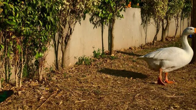 Pair of white and black geese near a cement wall with greenery in grassy area in a sunny weather
