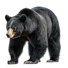 Majestic black bear, wildlife, isolated, nature, stock photo