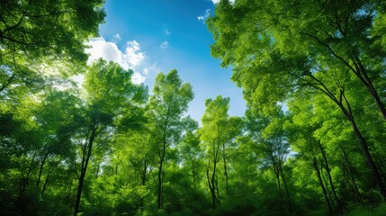 Obraz premium leaves green blue background