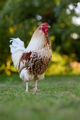 A white and brown rooster stands on green grass with a blurred background of trees and foliage.