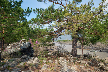 Pine trees on the bank of Altai river Katun in Spring season.