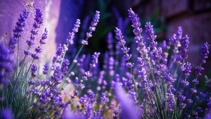 Fototapeta premium Lavender flowers in full bloom with vibrant purple petals against a textured background in a natural garden setting