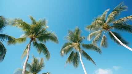 paradise palm tree blue sky