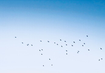 Birds flying on the Blue Sky