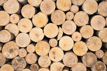 Fototapeta premium Natural wooden background, made of sawn logs stacked with a round end.