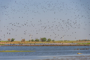 Parco nazionale degli uccelli di Djoudj in senegal a Saint Louis