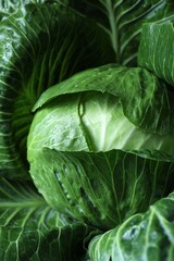 Fototapeta premium Whole ripe head of cabbage as background, closeup