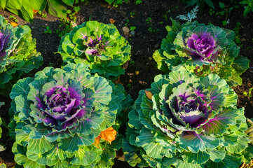 Decorative cabbage, ornamental Kale, in Latin Brassica oleracea var. acephala. Autumn background...