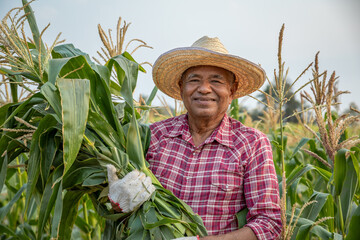 Mature farmer carrying carrying corn stalks on his shoulder standing in corn field. © Pituk