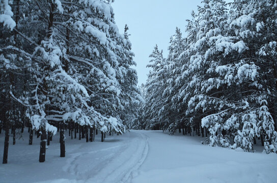 Trees in snow, winter landscape, after snowfall, forest road - Powered by Adobe