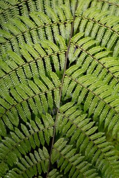 Costa Rica Cloud Forest