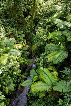 Costa Rica Cloud Forest