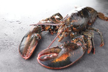 Raw lobster on grey textured table with water drops, closeup