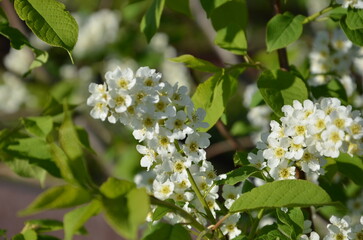 Flowering bird cherry, Prunus padus, close-up