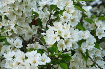 Apple tree in bloom, white apple tree flowers