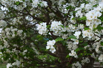 Apple tree blooming in the garden, apple tree flowers close-up, white apple tree flowers
