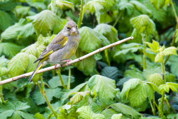 Grünfink Weibchen im Frühjahr während der Balz	