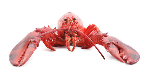 One tasty boiled lobster isolated on white