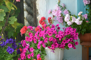 Flowers in pots near the house, flower garden, garden flowers, pink petunia