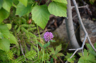 Pink Clover, Trifolium pratense, close-up