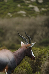 Grace and resilience in the wild – a stunning bontebok antelope stands in serene solitude, its elegant horns reaching towards the sky. Captured in its natural habit