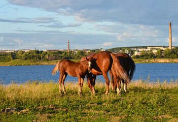 Red horses and a red foal grazing