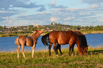 Red horses and a foal grazing