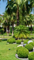 Obraz premium Landscape design. Palm tree and bushes trimmed in shape of balls. Natural topiary on background of palm trees in Mediterranean city. Vertical image