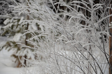 Branches of a bush covered with frost