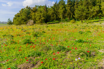 Field with colorful Anemone wildflowers, Emek HaShalom