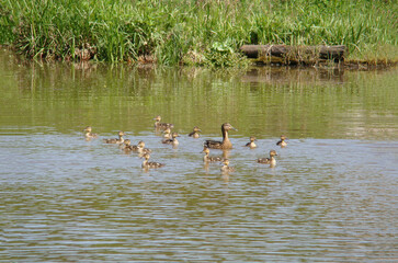 A duck with ducklings swims in a pond in summer