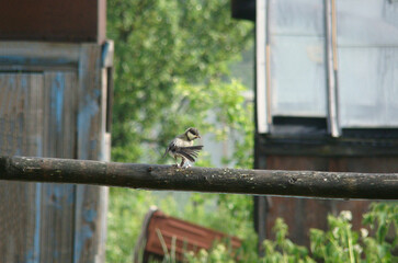 A small bird sitting on a wooden beam, rear view