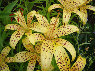 Yellow spotted lilies, garden flowers